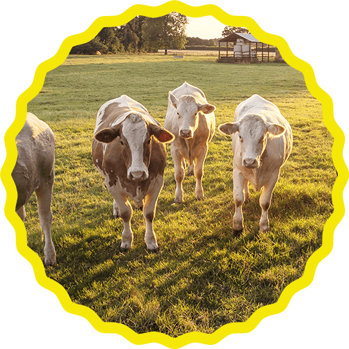 vaches Les300etBio