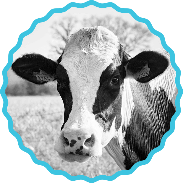 vache bio